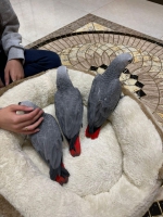 Afrykańskie papugi szare i inne żywe ptaki na sprzedaż +31637256082