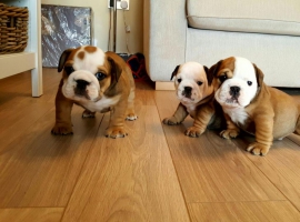 High quality english bulldog puppies +31637256082