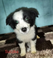 Sprzedam Border collie suczka