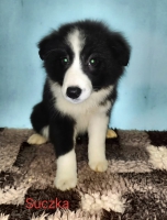 Sprzedam Border collie suczka