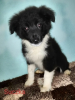 Sprzedam Border collie suczka