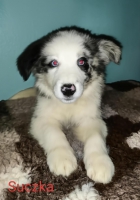 Sprzedam Border collie suczka
